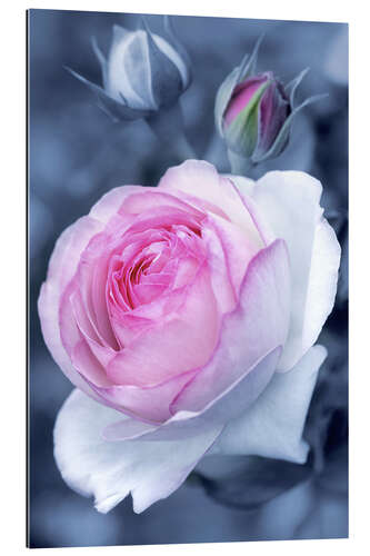 Gallery print Sweet rose blossom