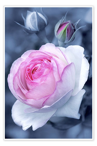 Póster Dulce flor de rosa