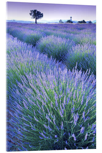 Akrylbilde Lavender Field