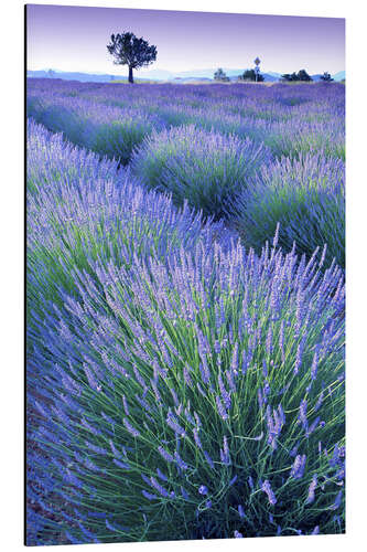Aluminium print Lavender Field