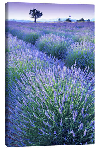 Obraz na płótnie Lavender Field