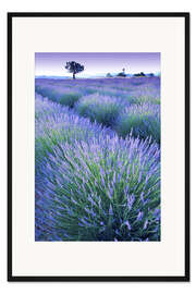 Gerahmter Kunstdruck Lavendelfeld