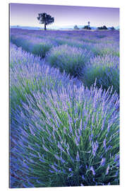 Quadro em plexi-alumínio Lavender Field