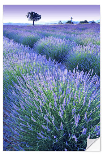 Selvklæbende plakat Lavender Field