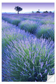 Naklejka na ścianę Lavender Field