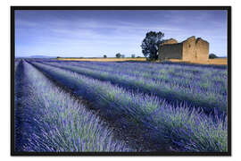 Gerahmter Kunstdruck Lavendel in Reihen