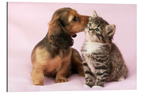 Aluminiumtavla Dachshund and kitten