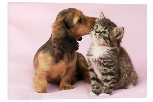 Foam board print Dachshund and kitten