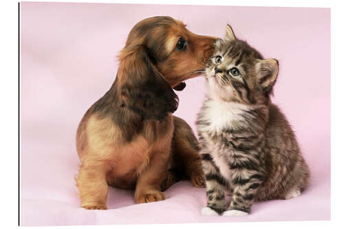 Galleriataulu Dachshund and kitten