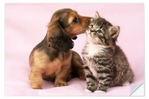 Sisustustarra Dachshund and kitten