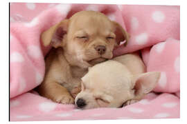 Aluminium print Sleeping Chihuahuas