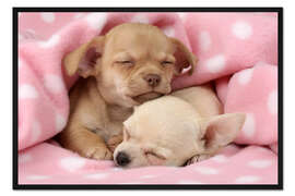 Gerahmter Kunstdruck Schlafende Chihuahuas