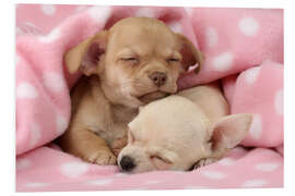 Foam board print Sleeping Chihuahuas