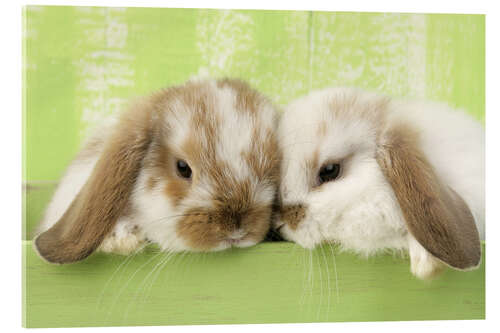 Acrylic print Two rabbits