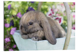 Alubild Schlappohr - Greg Cuddiford