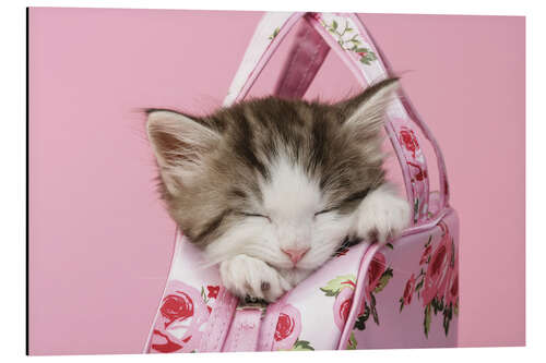 Cuadro de aluminio Sleeping kitten in pink handbag