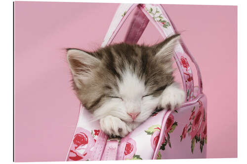 Gallery print Sleeping kitten in pink handbag