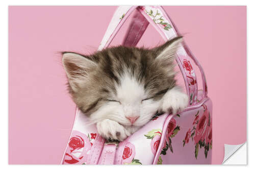 Selvklebende plakat Sleeping kitten in pink handbag