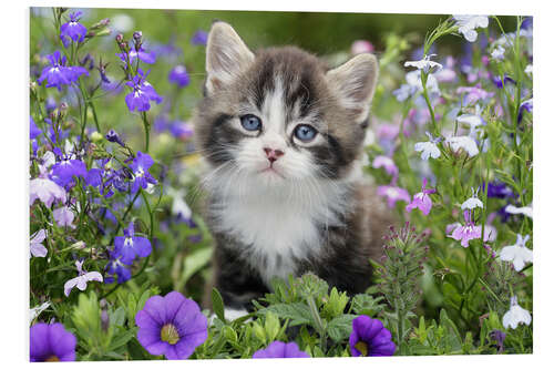 Foam board print Kitten in Flower Garden