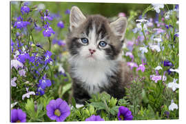 Gallery print Kitten in Flower Garden