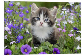 Magnettafel Kätzchen im Blumengarten