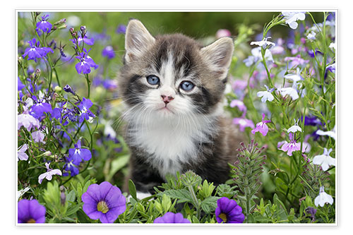 Poster Kätzchen im Blumengarten