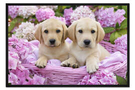 Gerahmter Kunstdruck Labradorwelpen im Körbchen