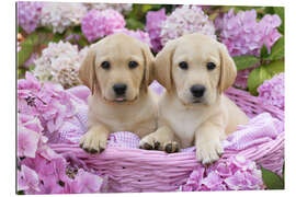 Gallery print Labrador puppies in a basket