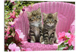 Gallery print Tabby Kittens