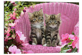 Magnettafel Getigerte Kätzchen