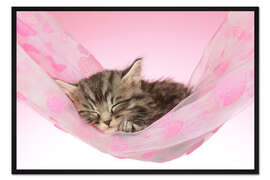 Gerahmter Kunstdruck Kätzchen schläft in Hängematte