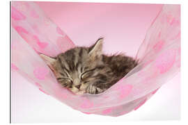 Quadro em plexi-alumínio Sleeping Kitten Hammock