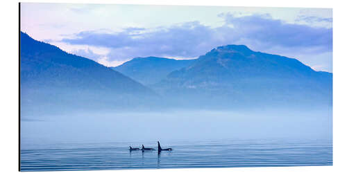 Aluminiumtavla Three Killer whales in mountain landscape at Vancouver Island