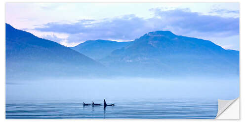 Vinilo para la pared Three Killer whales in mountain landscape at Vancouver Island