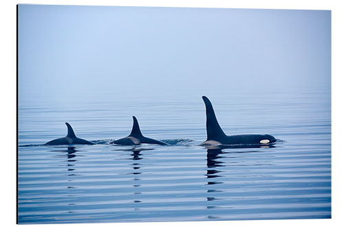 Print på aluminium Three Killer whales with huge dorsal fins