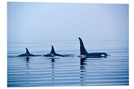 Foam board print Three Killer whales with huge dorsal fins