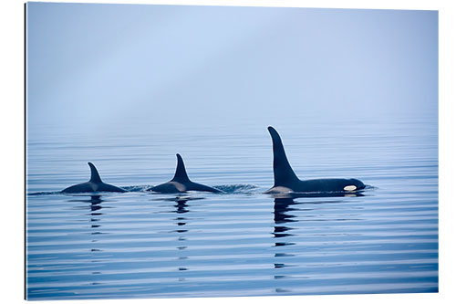 Galleriataulu Three Killer whales with huge dorsal fins