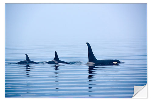 Vinilo para la pared Three Killer whales with huge dorsal fins