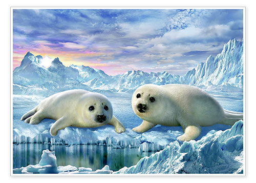 Poster Seal pups
