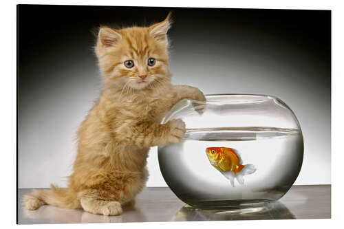 Aluminium print Ginger cat and fishbowl