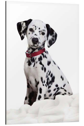 Cuadro de aluminio Dalmatian puppy