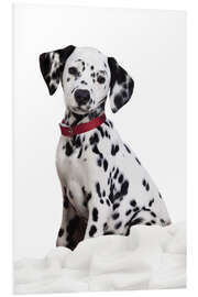 Foam board print Dalmatian puppy