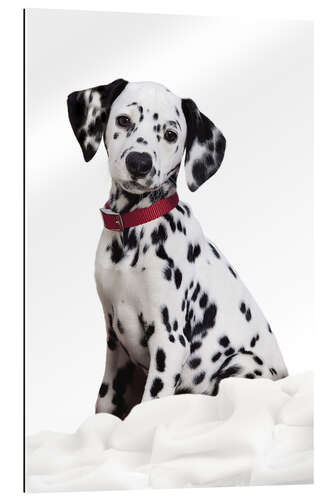 Gallery print Dalmatian puppy