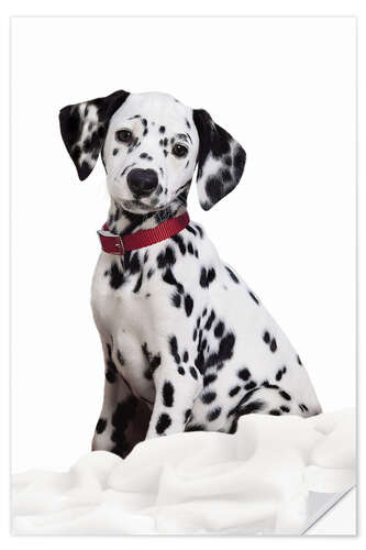 Selvklebende plakat Dalmatian puppy