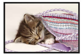 Gerahmter Kunstdruck Schlafende Katze im Beutel