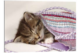 Gallery print Sleeping kitten