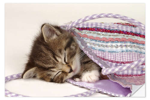 Wall sticker Sleeping kitten