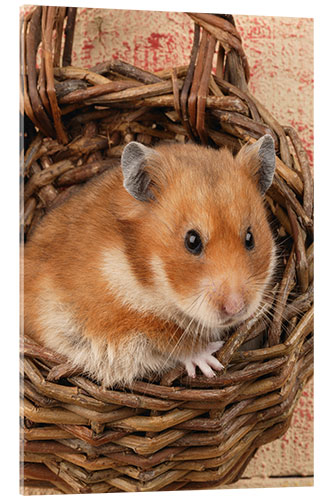 Akrylglastavla Hamster in a wicker basket