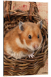 Aluminium print Hamster in a wicker basket