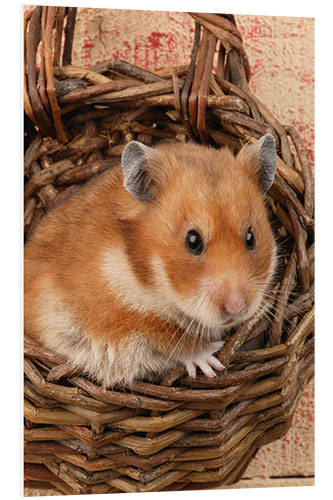 Stampa su PVC Hamster in a wicker basket